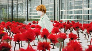 Eine Frau steht mit einer medizinischen Maske in einem Gewächshaus zwischen roten Blumen