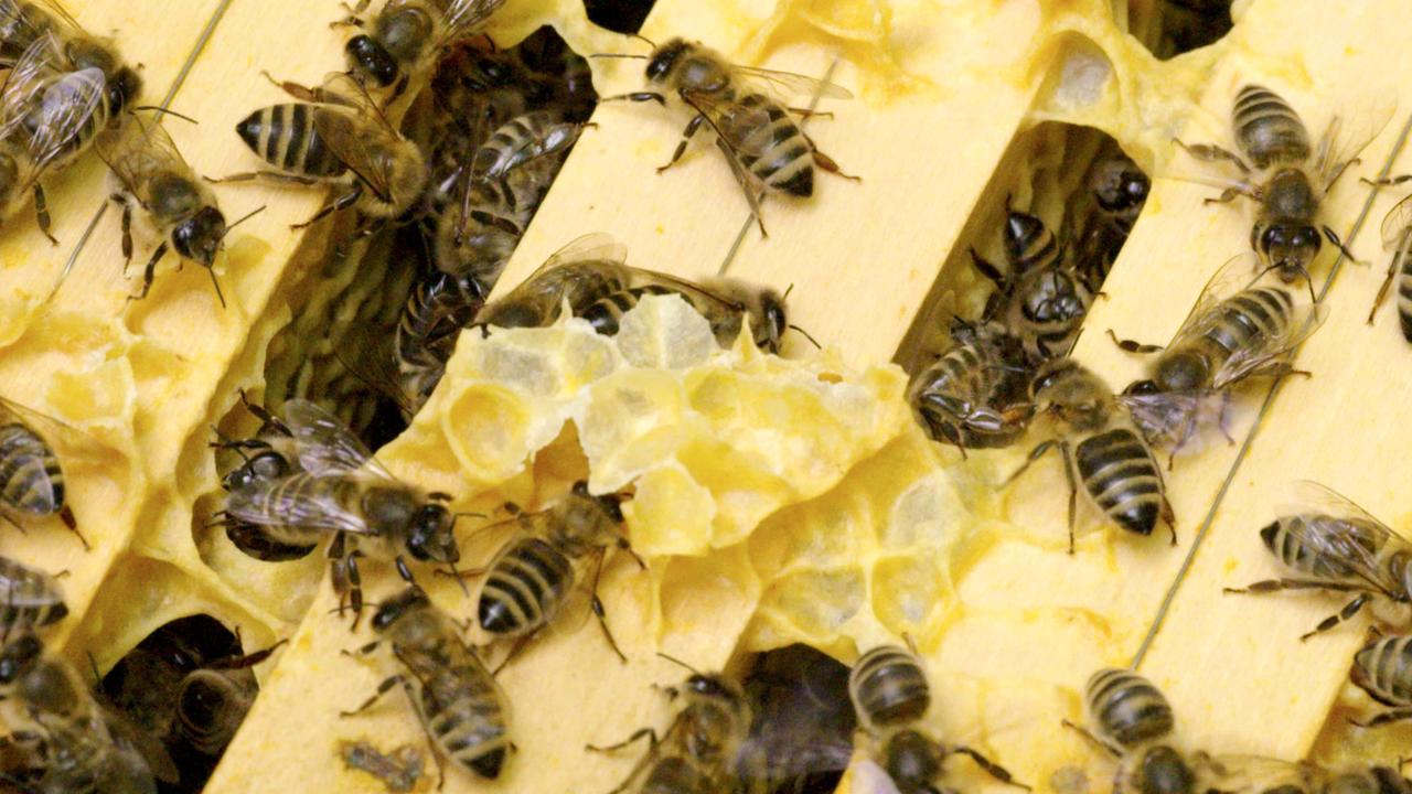 Das Bild zeigt eine Gruppe von Bienen, die auf einer Wabe sitzen. Die Wabe hat eine gelbe Farbe und besteht aus mehreren sechseckigen Zellen, die in einem strukturierten Muster angeordnet sind. Es sind sowohl Arbeitsbienen als auch eine Bienenkönigin zu erkennen, die sich aktiv in der Nähe von Wabenmaterial bewegt. Einige Zellen sind gefüllt mit einer gelben Substanz, die wahrscheinlich Wachs oder Honig ist. Die Bienen haben eine schwarz-gelb gestreifte Körperfarbe und sind unterschiedlich angeordnet, wobei einige von ihnen miteinander interagieren. Das Umfeld scheint gut beleuchtet zu sein und gibt einen Einblick in das geschäftige Treiben innerhalb eines Bienenstocks.