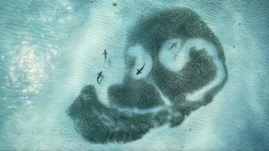 Das Bild zeigt einen Schwarm von kleinen Fischen, die in einer kreisförmigen Formation schwimmen, während ein Schwarzspitzenriffhai in der Mitte des Schwarms zu sehen ist. Der Hai hat eine länglich-geformte, graue Körperfarbe und ist teilweise im Wasser verborgen. Die Fische sind silbrig und reflektieren das Licht, was eine glitzernde Erscheinung erzeugt. Der Hintergrund des Bildes zeigt klareres Wasser, in dem der Boden des Meeres leicht sichtbar ist, was auf eine ruhige Unterwasserumgebung hinweist. Insgesamt vermittelt das Bild eine dynamische Bewegung und das Zusammenspiel zwischen Raubtier und Beute in einem marinen Ökosystem.