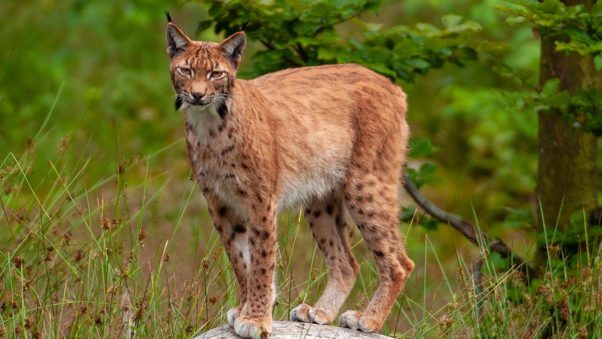 Ein Luchs steht im Wald.