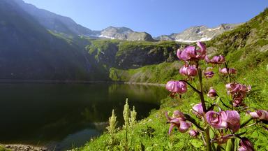 Rotgüldensee mit Türkenbund Lilie. 