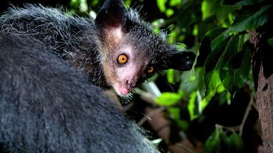 Aye-Aye (Fingertier) - Lemuren Art