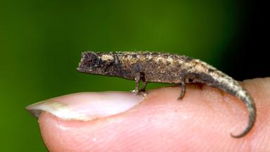 Pygmy Chamäleons (Zwerg Chameleon)