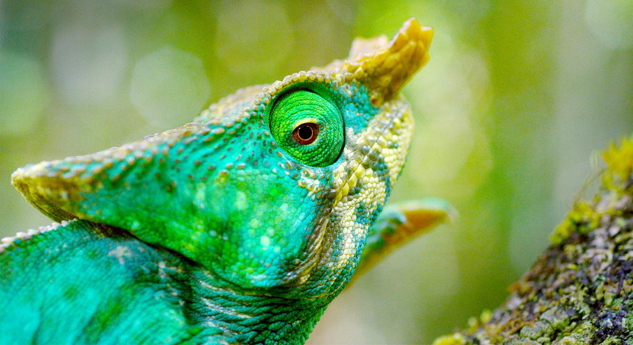 Ein grün-türkis schillernder Chamäleonkopf 