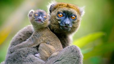 Ein Muttertier mit ihrem Jungen im Arm