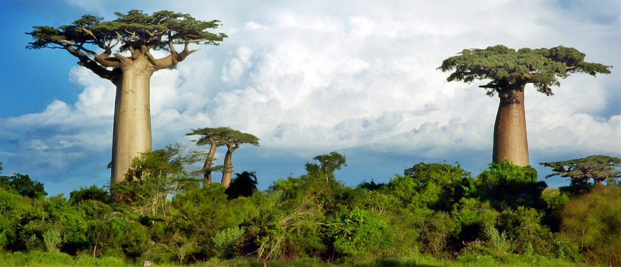 Eine außergewöhnliche Baumlandschaft