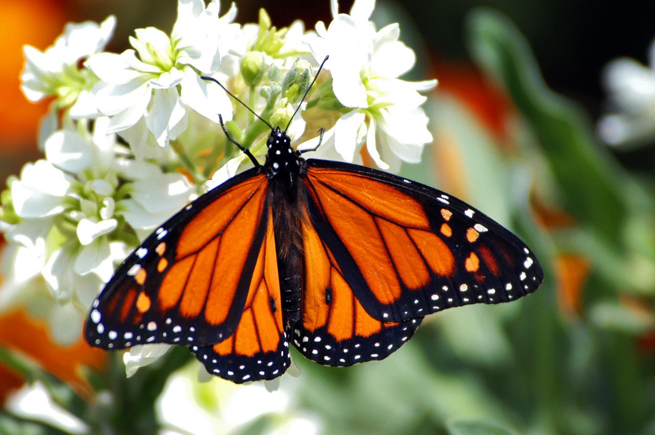 Monarch (Dannaus plexxipus)