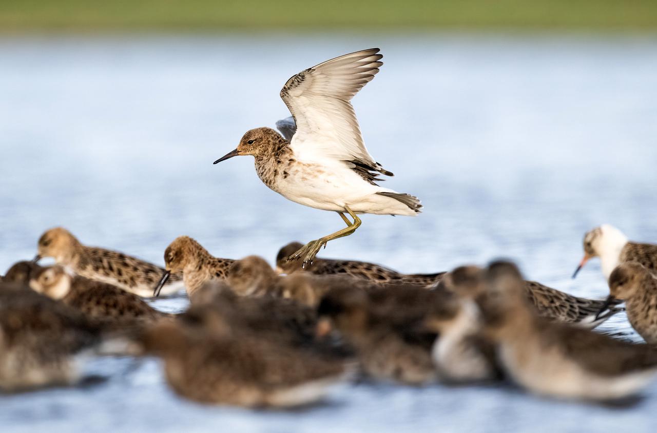Vogel erhebt sich flatternd aus Vogelschwarm im Wasser