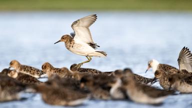 Vogel erhebt sich flatternd aus Vogelschwarm im Wasser