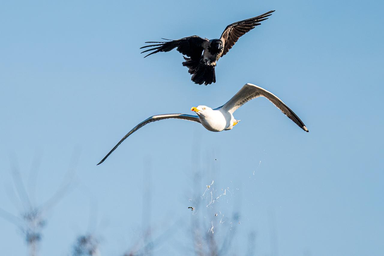 Ein Vogel versucht im Flug, einen anderen anzugreifen.