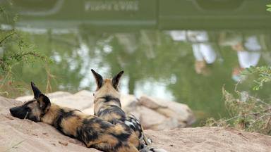 Afrikanische Wildhunde