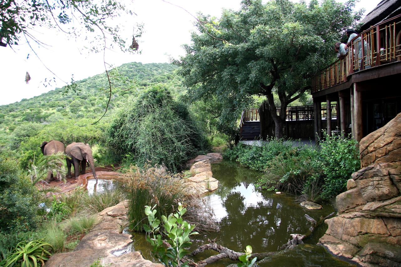 Elefanten ganz in der Nähe der Lodges