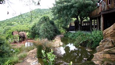 Elefanten ganz in der Nähe der Lodges