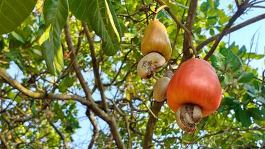 Ein roter und ein gelber Cashewapfel am Baum.