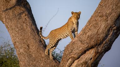 Ein Leopard steht auf einem Baum und schaut in die Kamera. 