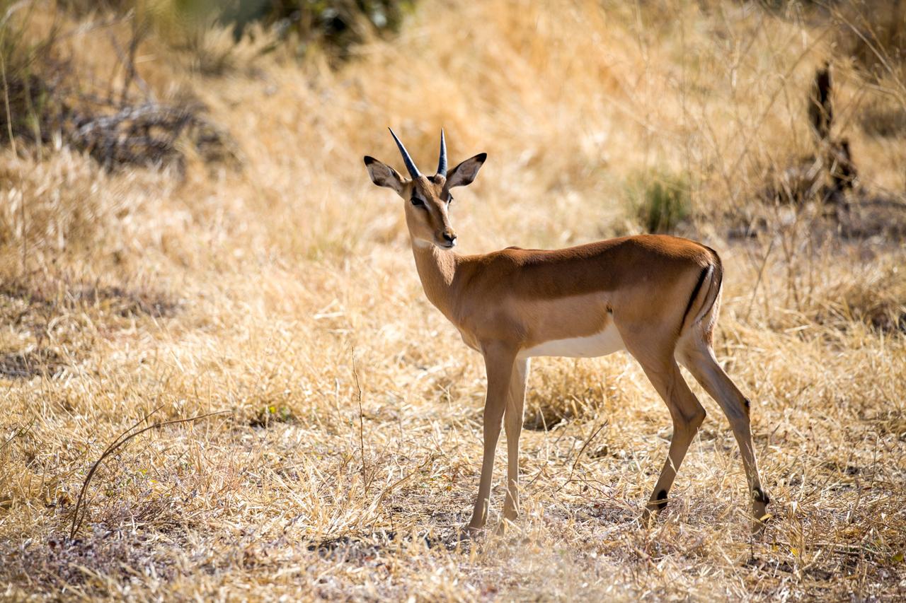 Eine Impala-Antilope steht im trockenen Grasland und schaut zur Seite.