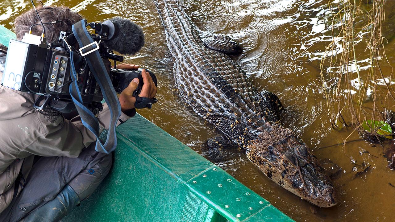 Kameramann und Krokodil