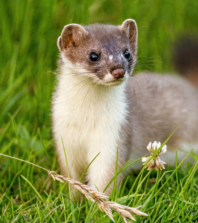 Das Bild zeigt ein Hermelin, ein Tier aus der Familie der Marder. Es hat ein schlankes, längliches Körperbau und eine graubraune Fellfärbung, die zum Bauch hin weiß wird. Die Ohren sind rundlich und klein. Das Hermelin steht auf einer grünen Wiese, umgeben von verschiedenen Pflanzen, darunter einige Blüten und Grashalme. Der Hintergrund ist unscharf, sodass der Fokus auf dem Tier liegt. Die Szenerie vermittelt eine natürliche Umgebung, ideal für die Erkundung der Lebensweise dieses Tiers.