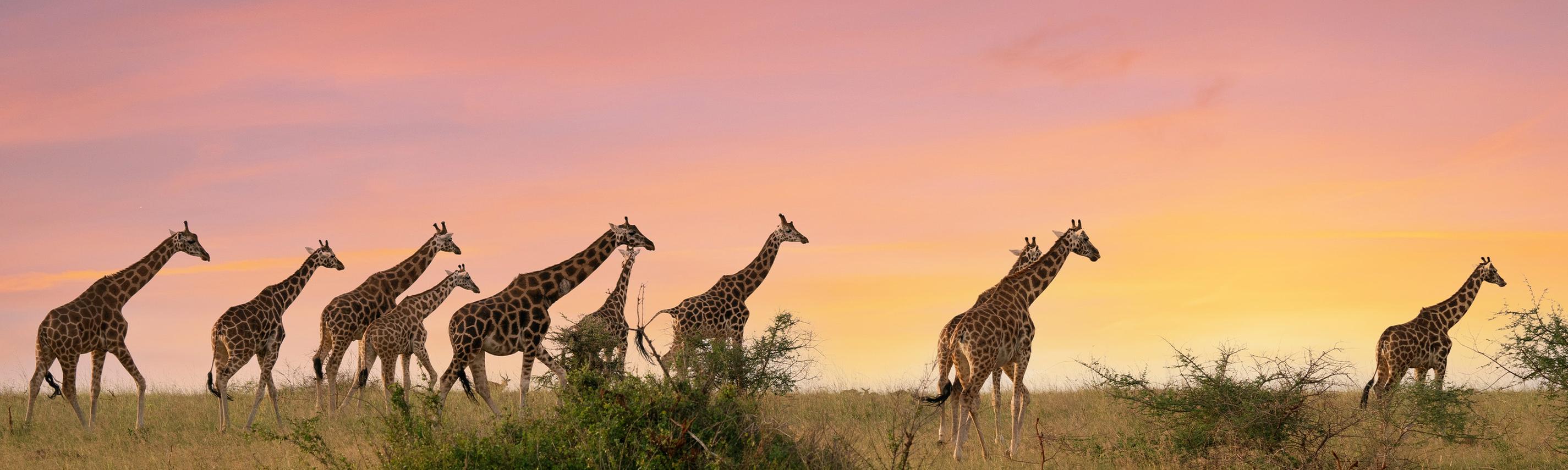 Mein Afrika Sendebereich Hintergrund