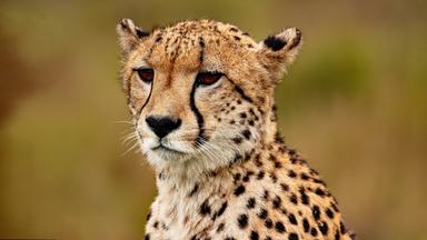 Ein Gepard in der Steppe
