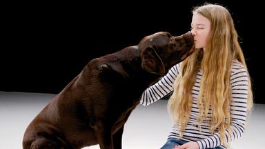 Ein brauner Labrador küsst ein junges Mädchen.