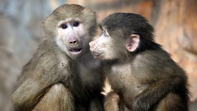 Zwei Affen: Der eine blickt in Richtung des Betrachters, der andere blickt zur Seite.
