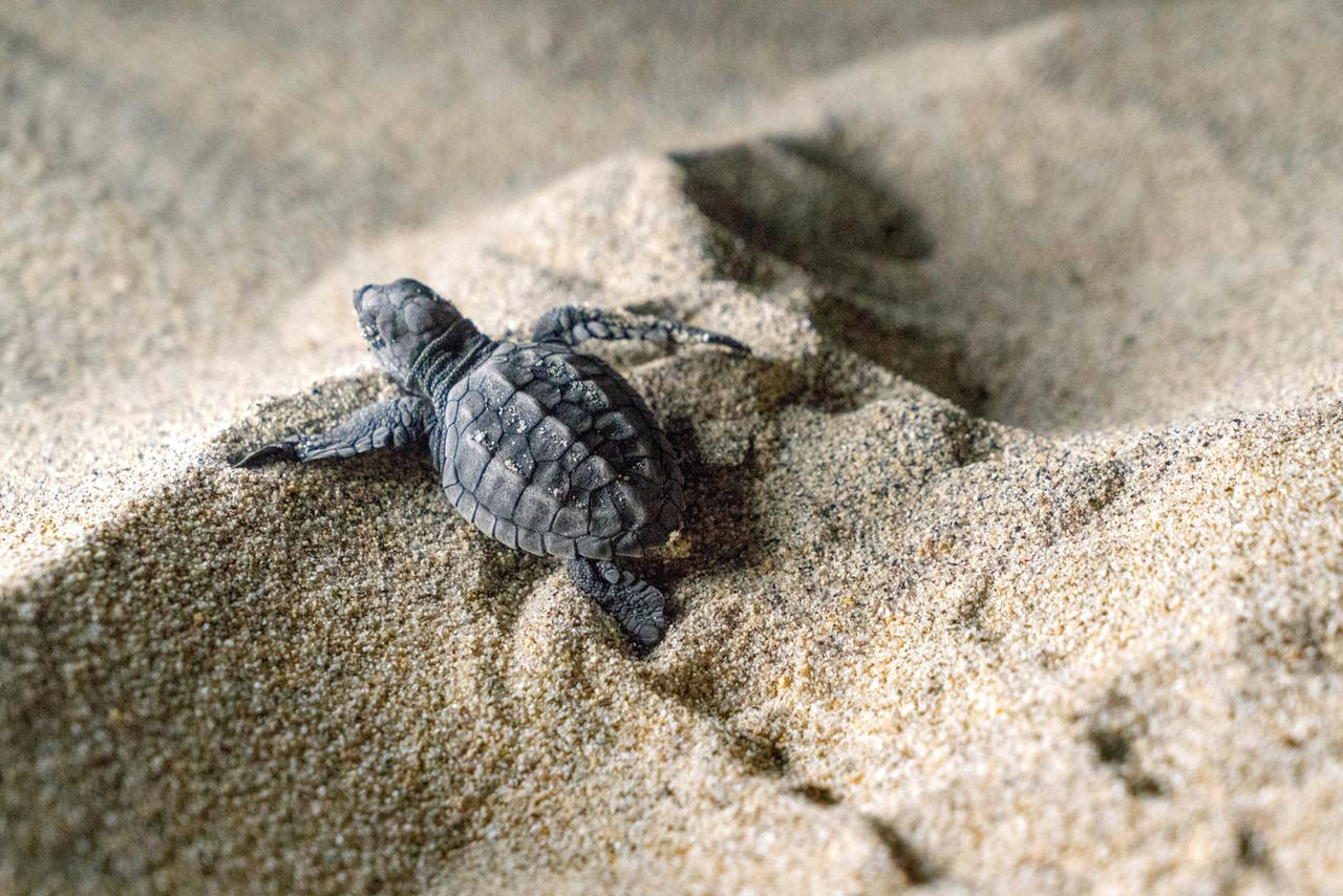 Kleine Schildkröte im Sand.