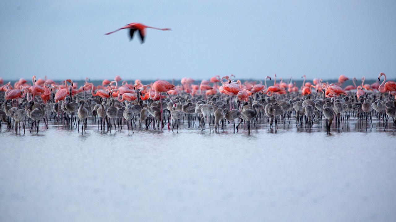 Flamingos stehen eng aneinander, einer setzt gerade zur Landung an.