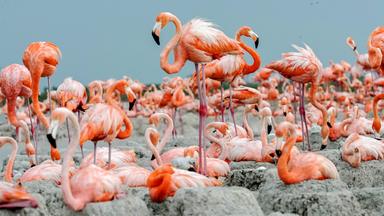 Flamingos lagern am Sandstrand