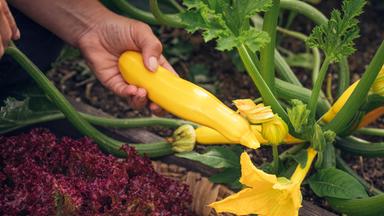 Gelbe Zucchini an einem Strauch.