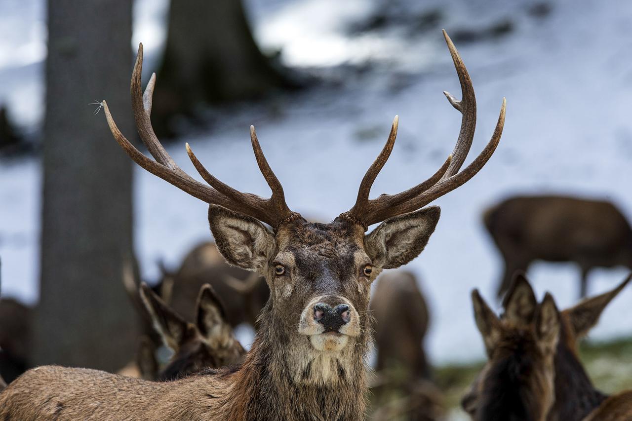 Hirsch bei Tierfutterstelle