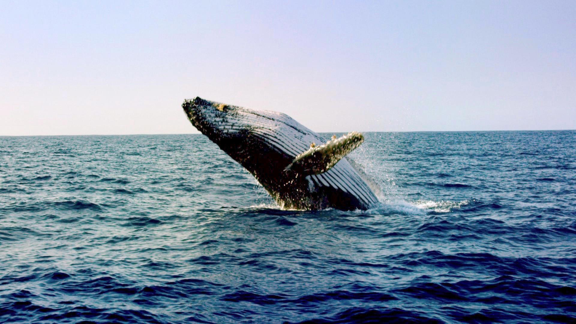 Ein Buckelwal springt aus dem Wasser.