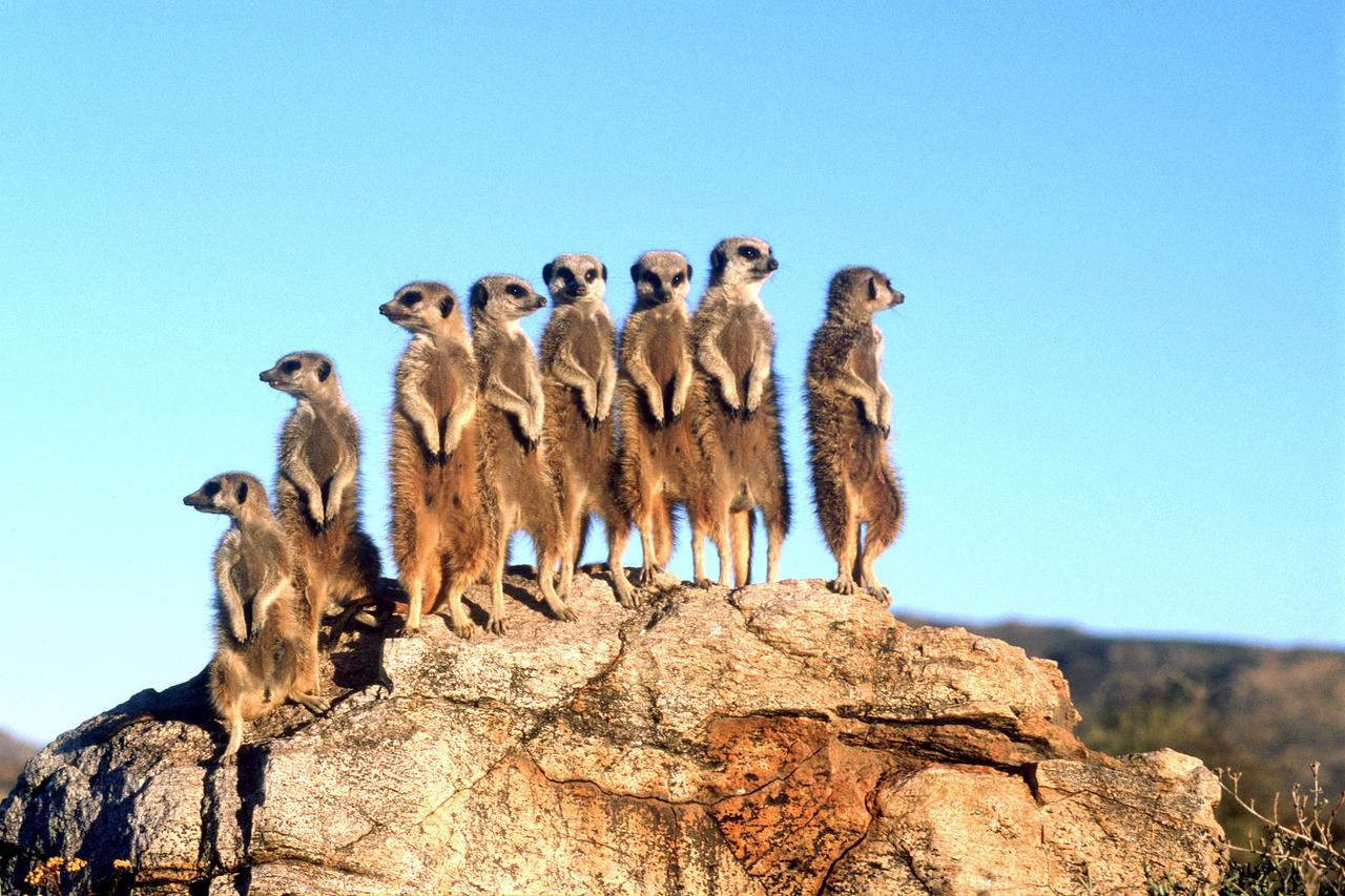 Acht stehende Erdmännchen auf einem Felsen