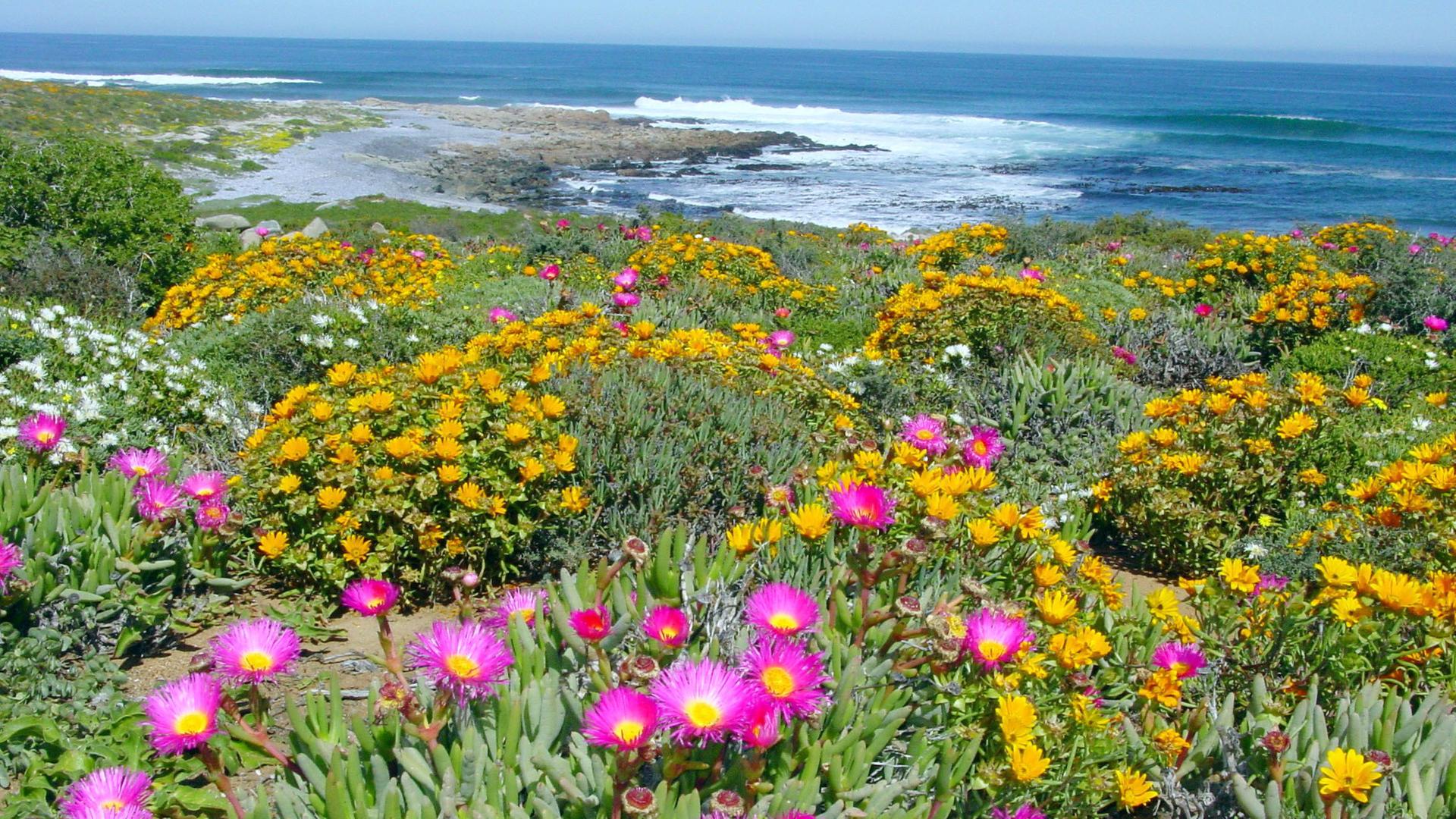 Blick auf einen Strand mit Mittagsblumen