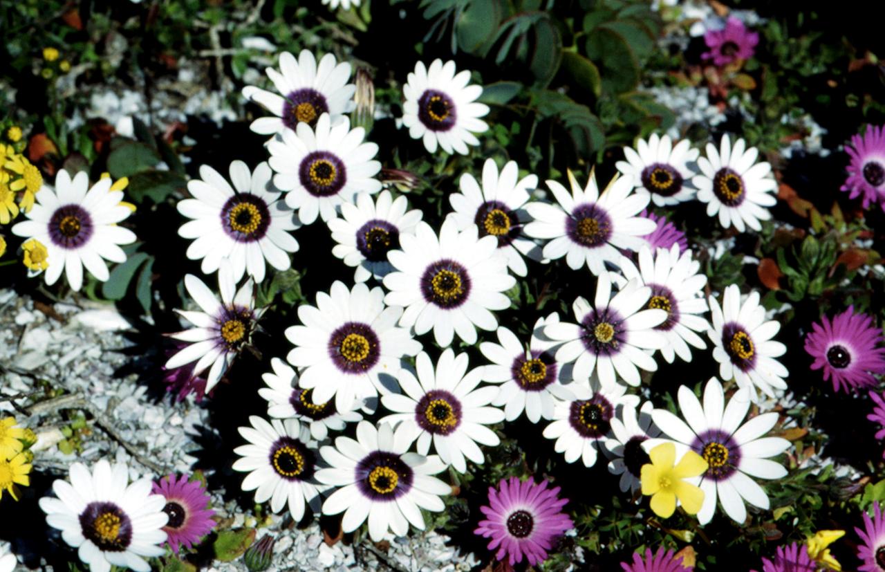Weiße sternförmige Blüten namens Kapkörbchen