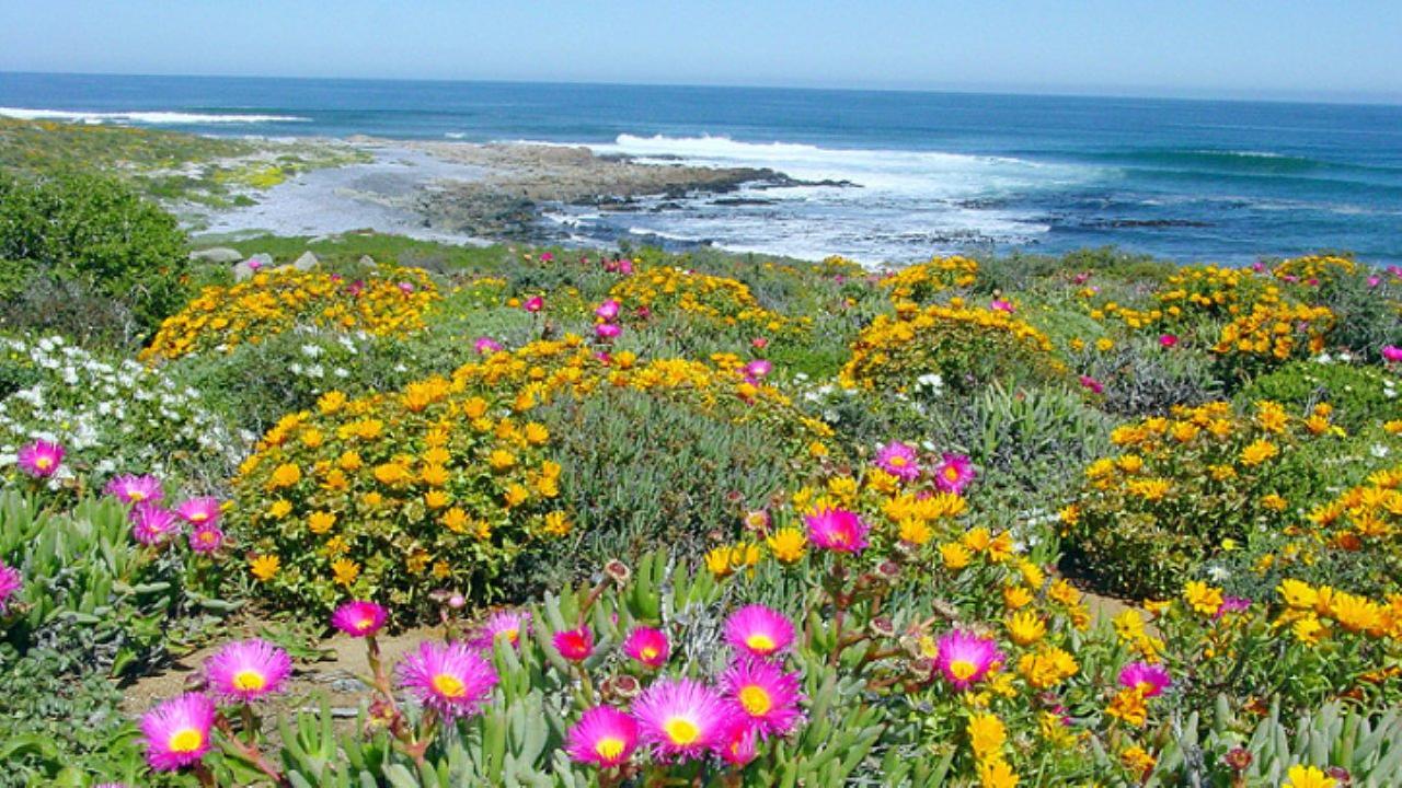 Standbild: Namaqualand - Der Blumengarten Afrikas
