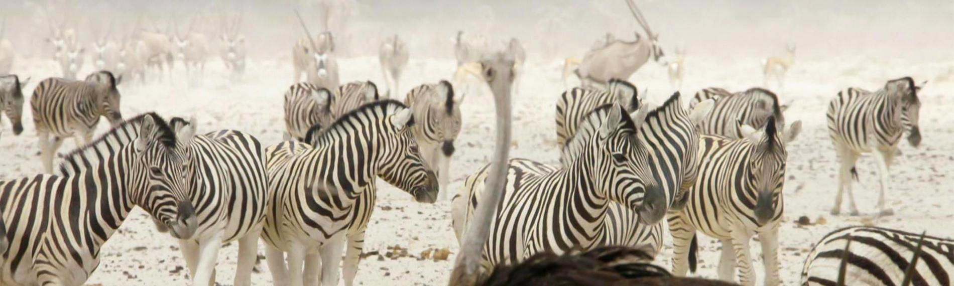 Eine Herde von Zebras rastet. Vor ihnen steht ein Afrikanischer Strauß.