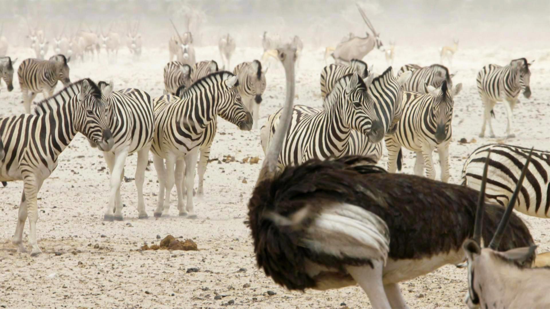 Eine Herde von Zebras rastet. Vor ihnen steht ein Afrikanischer Strauß.