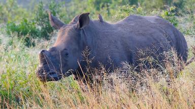 Ein enthorntes Breitmaulnashorn steht im feuchten Gras einer grünen Savanne, auf seinem Rücken sitzen zwei kleine Vögel.