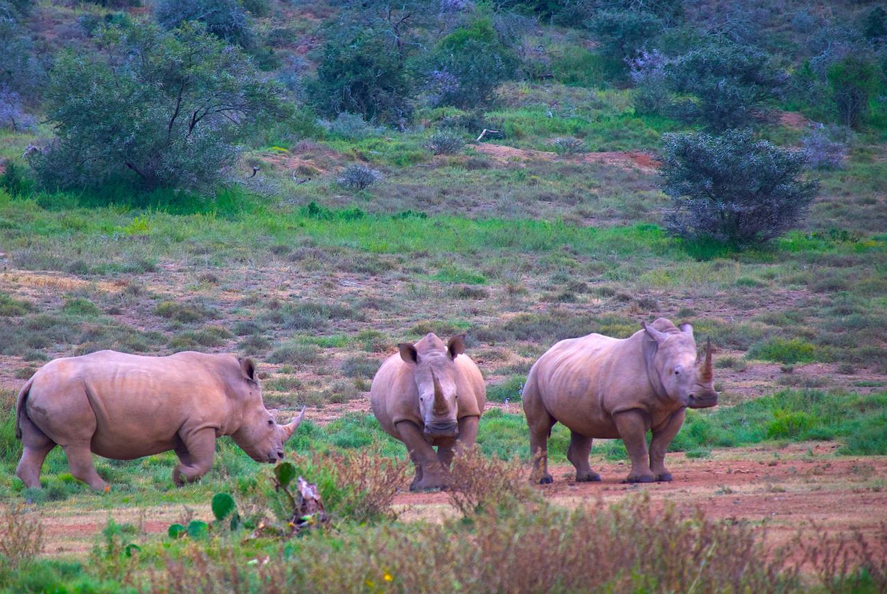 Drei Breitmaulnashörner laufen über eine offene, grasbewachsene Savannenlandschaft mit vereinzelten Büschen und Bäumen.
