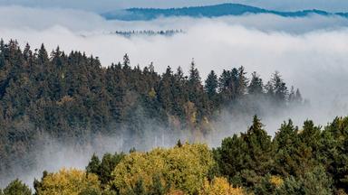 Nebel über dem Nationalpark Bayerischer Wald