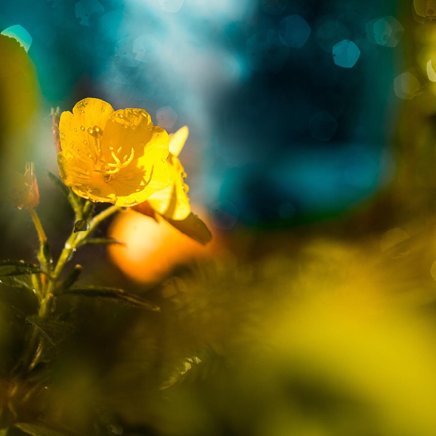 T hintergrund nano natur bluete