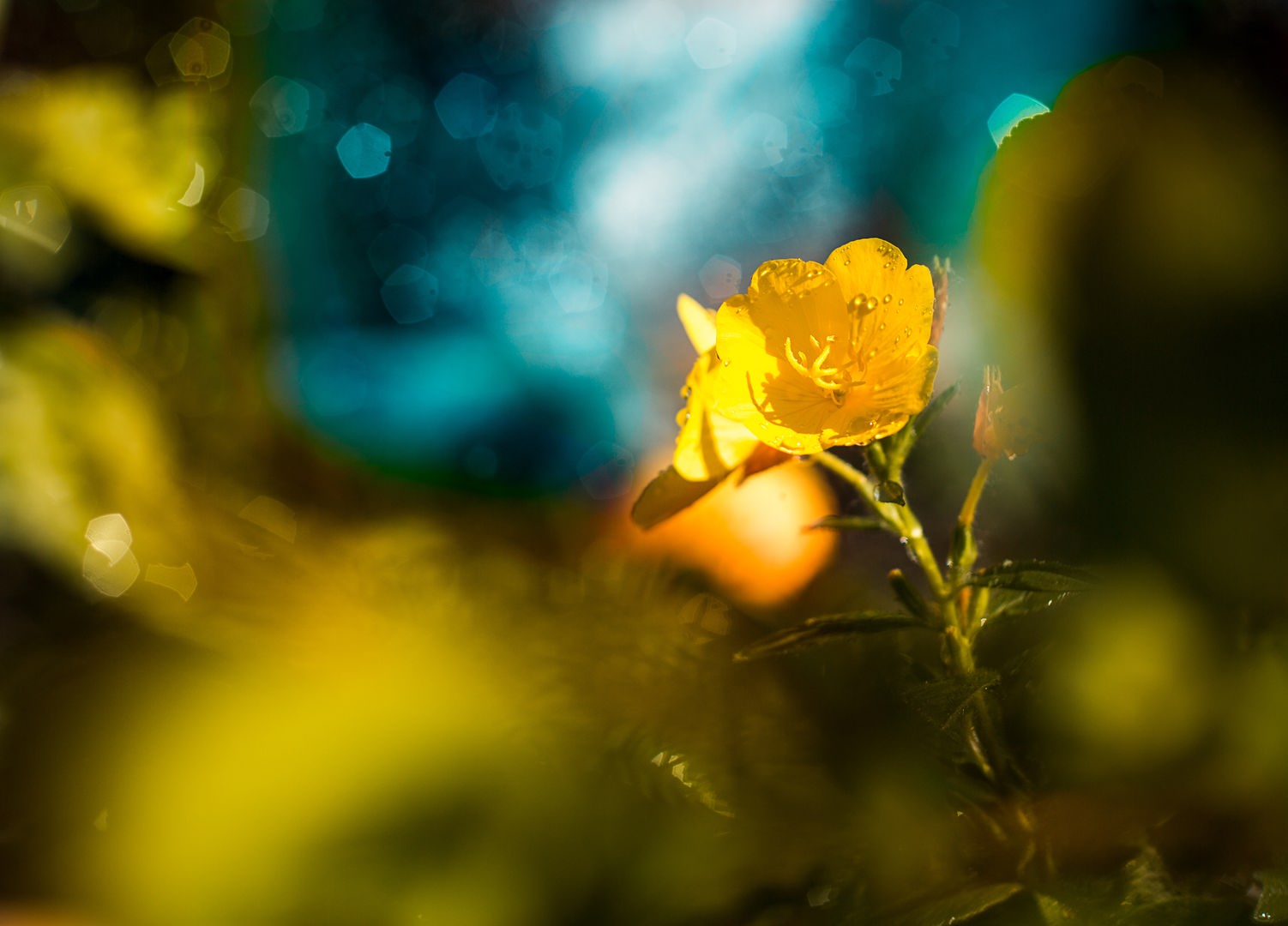 T hintergrund nano natur bluete
