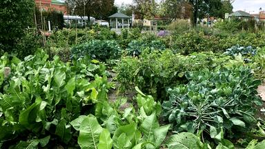 Natur Im Garten 3sat Mediathek
