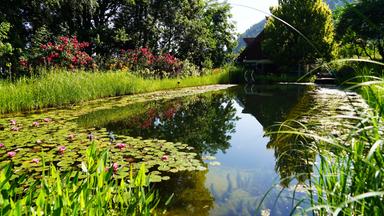 Ein Gartenteich umgeben von Wiese und vielen Pflanzen