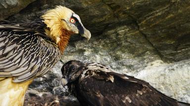 Junger Vogel mit einem ausgewachsenem Vogel in einem Felsen sitzend