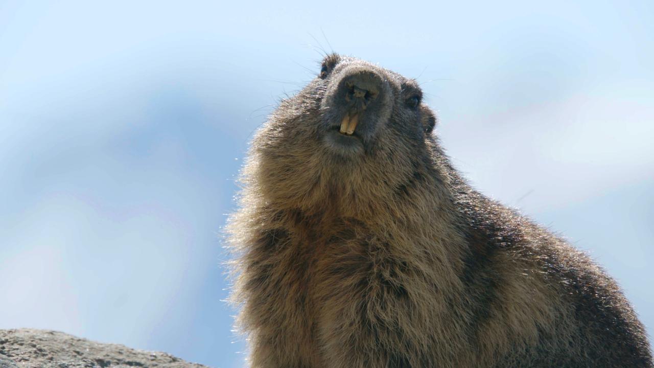 Murmeltier im Nationalpark Hohe Tauern.