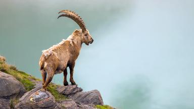 Steinbock
