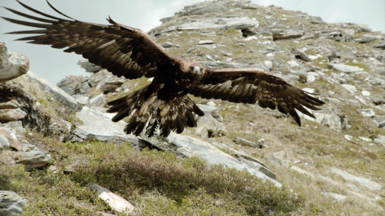 Steinadler.