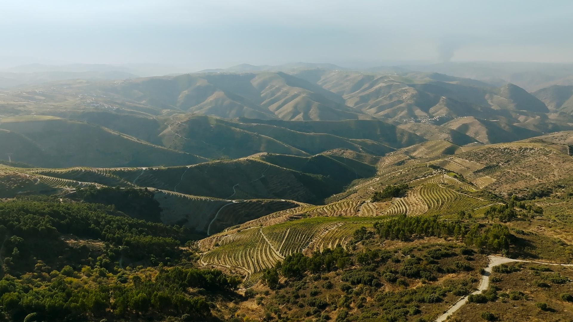 Die steilen Hänge des Douro-Tals, das als UNESCO-Weltkulturerbe anerkannt ist.